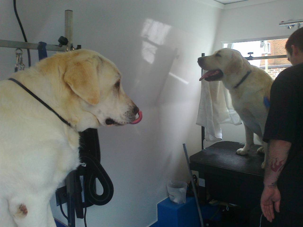 the Dog Barber Van Conversion