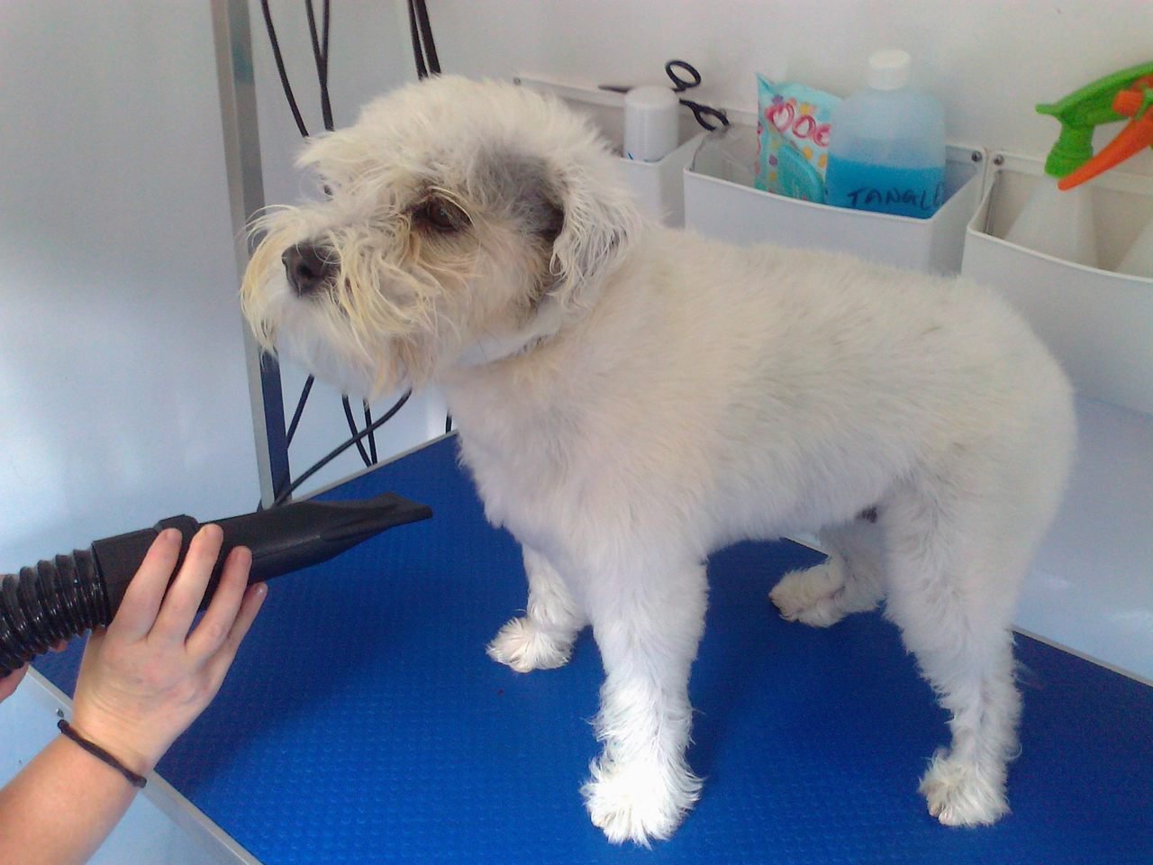 the Dog Barber Van Conversion