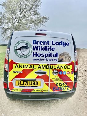 Brentlodge Wildlife Rescue