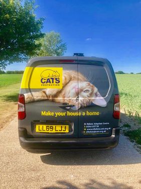 Cats Protection 2